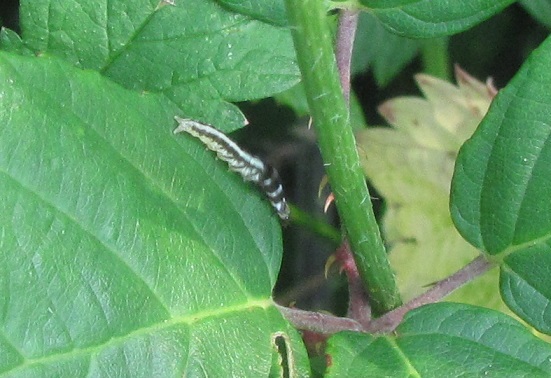 Bruco da ID - Helcystogramma cfr. triannulella, Gelechiidae